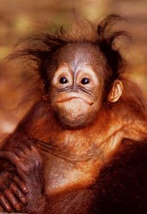 File:Baby-orangutan.jpg