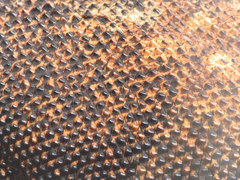 File:Dragonskin.jpg