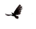 File:Shadow crow.bmp