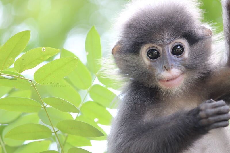 File:Cute Monkeys.jpg